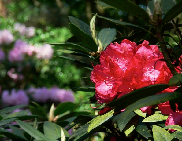 Bois des Moutiers (298) Mai 2012